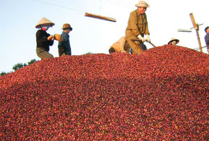 เมล็ดกาแฟอาราบิก้าออร์แกนิกเวียดนาม คัดเกรด 16 ไม่ใช่พืช GMO บริสุทธิ์จากธรรมชาติ คั่วได้ คุณภาพคงที่ เกรด GCB26 ความชื้น 12% - Product Image 2