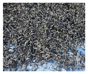 เห็ดหูหนูแห้งคุณภาพพรีเมียม ขายส่ง เห็ดกินได้ จำหน่ายจำนวนมาก - Product Image 1