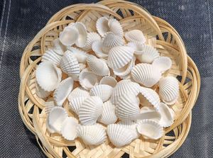 เปลือกหอยเชลล์ธรรมชาติราคาถูก สีขาว ขนาด 3.5-5 ซม. เปลือกหอยเชลล์ไอริชขนาดใหญ่ 12 ซม. บาเรีย-วุงเตา 99 โกลด์ ดาต้า อบแห้ง 1 กก. - Product Image 2
