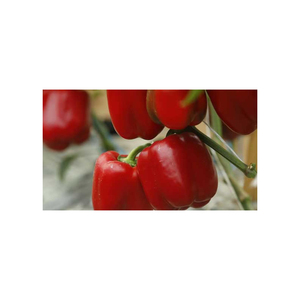 Poivron rouge frais de haute qualité, soigneusement sélectionné pour son goût supérieur, sa valeur nutritionnelle et son utilisation en cuisine - Product Image 3
