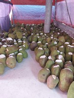 Oem Indonesische Rode Jackfruit Van Vietnam/Iqf Frozen Proces Hoge Kwaliteit 100% Bevroren Fruit + 84 379 472 573
