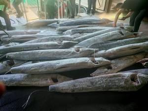 Marlin Rayado Congelado, Pesca Salvaje, Grado Sashimi, IQF, DWT - Product Image 4