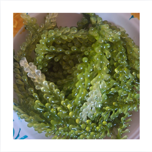 Algues Marines Fraîches Hachées, Caviar Vert, 20-40cm, Riches en Humidité, Emballage Sous Vide, Conservation Réfrigérée, Durée de Conservation 7 Jours - Product Image 1