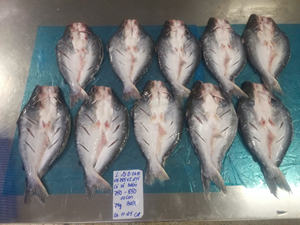 Filete de Pangasius Congelado VH Food Bajo en Carbohidratos, Color Natural, Con Piel/Sin Piel, Grado de Exportación IQF de Vietnam, Estilo Mariposa, Tamaños 20-35 - Product Image 5