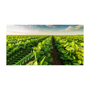 Graines de moutarde en vrac, nettoyées, de qualité supérieure, pour la vente en gros, la vente au détail et les fabricants alimentaires – Graines pour la préparation de sauces et d'assaisonnements - Product Image 3