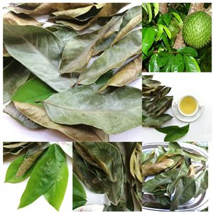 Premium Quality Graviola Herbal <b>Tea</b> Dried Leaves Bulk Supply - Product Image 6