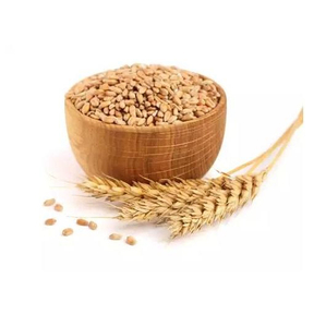 Meilleur Stock de Blé Dur de Qualité Supérieure en Gros – Vente en Gros de Qualité Alimentaire – Fabricant Exportateur de Premier Plan - Product Image 3