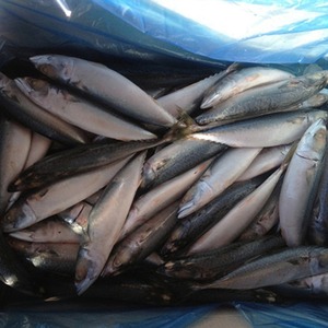 Pescado Atún Congelado con Alto Contenido de Proteínas, Congelado con Cuidado para Almacenamiento a Largo Plazo y Transporte Seguro a Nivel Mundial - Product Image 6