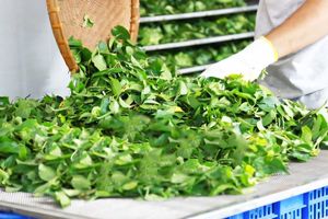 Fournisseur OEM de soupe aigre aux feuilles de rivière congelées pour la vente au détail et les distributeurs mondiaux - Product Image 4