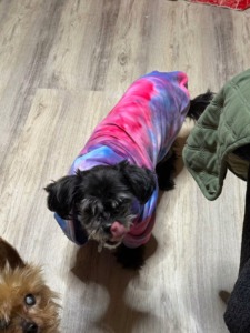 Solid Cotton Classic Dog Hoodie Fleece Warm Raglan Sleeve Pullover for Dogs All Seasons <b>Pet</b> <b>Clothes</b> - Product Image 3