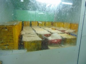 Vietnam Manufacturer IQF Frozen Mango Cheeks Premium Frozen Mango Bulk Factory Supply Export - Product Image 5