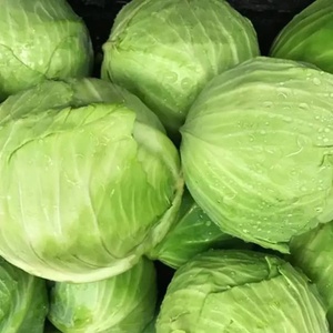 Mejor Precio: Repollo Verde Fresco El Farida de Grado Alimenticio Premium, 50mm, Caja de 10kg, Larga Vida Útil, Compra al por Mayor Egipcia - Product Image 3
