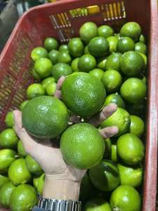 Citron vert frais sans pépins/citron vert: Les citrons à peau fine sont juteux et non amers lorsqu'ils sont mélangés à de l'eau chaude. Lima - Product Image 4