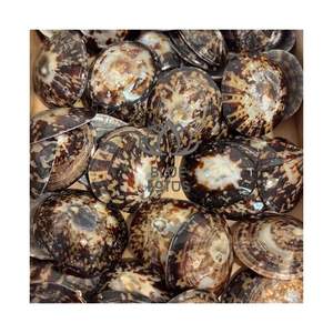 Conchas de Limpet 2026 en Oferta para Proyectos de Bricolaje de Adornos Navideños, Conchas Marinas Puras, Limpias y Seguras, Decoración Festiva Costera - Product Image 1