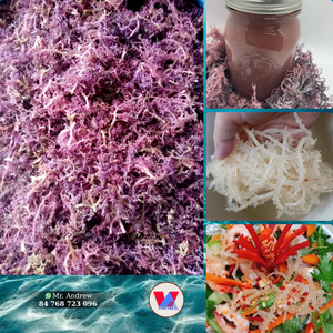 MUSGO MARINO MORADO SECADO ECOLÓGICO MÁS VENDIDO, Algas Cottonii Crudas Espinosas de Baja Humedad para B2B, Extracto de Gelatina y Gomitas de Agar - Product Image 3