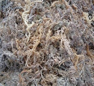 Exportation d'algues Cottonii biologiques Algues de mer crues saines jaune et violet du Vietnam 100% - Product Image 1