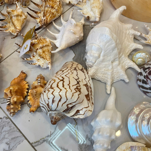 High Quality Vietnam Mix Seashell For Industrial Craft Making And Wholesale Interior Design Pieces 99 Gold Data Co - Product Image 1