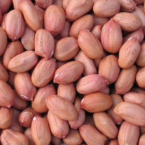 ถั่วลิสงคุณภาพพรีเมียม ขายส่งจำนวนมาก พร้อมส่งออก จำหน่ายสำหรับการส่งออก - Product Image 2