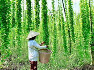ใบบัวลอยแช่แข็งขายดีที่สุด บรรจุกล่อง 10 กก. สำหรับร้านอาหาร แปรรูปอาหาร และขายส่ง - Product Image 2