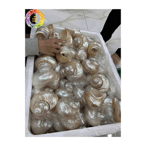 Concha de Caracol Pulida, Suministro Confiable de Fábrica, Mejor Precio para Acuarios y Manualidades - Product Image 3