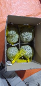 [ฮอต 2025] วีเดลต้า พรีเมียม มันทอง (โดน่า) ทุเรียน |   ผลไม้เขตร้อนสดและแช่แข็ง |   เกรดเอ |   ขั้นต่ำ 1000 กิโลกรัม |   ส่งออกสินค้าจำนวนมากเวียดนาม - Product Image 6