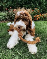 JOUET POUR PET CHEW | JOUET DE NETTOYAGE DENTAIRE NATUREL POUR CHIENS ET CHATS, PRODUIT DE SOIN SAIN POUR ANIMAUX DE COMPAGNIE DU VIETNAM | MS. LILY NGO