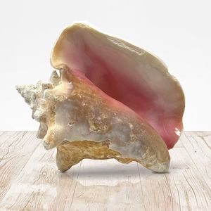 Large sea shell hot sale <b>queen</b> conch shells factory direct cost seashells natural seashell - Product Image 1
