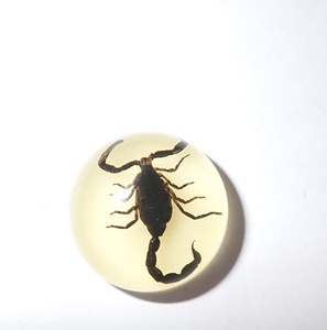 Cabujón de Plástico con Espécimen Real de Escorpión Negro, Redondo, 19x19 mm, Base Plana Brillante, para Manualidades y Joyería - Product Image 5