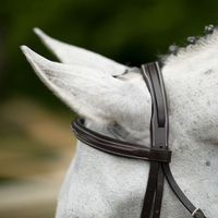 Bridon et rênes en cuir véritable faits à la main pour chevaux, ajustement confortable, pour l'équitation en trail et les compétitions de course, caractéristiques durables