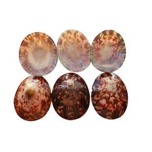 Concha Marina Natural de Vietnam, Pulida, Estilo Náutico, Recuerdo - Product Image 1