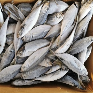 Pescado Congelado de Caballa con Sabor Natural a Mariscos, Carne Firme y Almacenamiento Conveniente para Servicio de Alimentos Regular - Product Image 1