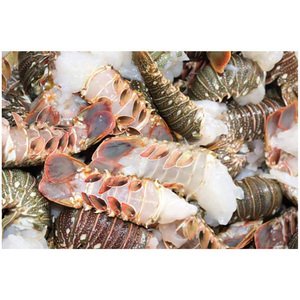 Mariscos: Langosta fresca y congelada, LANGOSTA VIVA Y FRESCA - Product Image 2