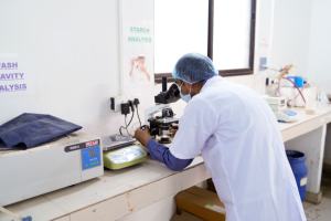 Riz de qualité d'exportation DDGS Quantité en vrac de qualité naturelle pure disponible fournie par des exportateurs indiens de confiance - Product Image 5