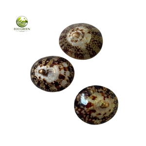 Conchas de Limpet Naturales Ovaladas Pulimentadas Ecológicas de Calidad para Exportación a Granel para la Industria de la Confección y Artesanía - Product Image 1