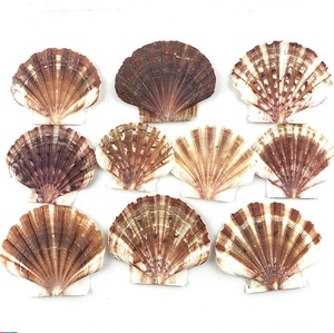 Large natural scallop <b>shells</b> seashells for beach wedding decor cheapest price seashell craft supply - Product Image 6