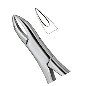Pinza Extractora Dental de Acero Inoxidable con Empuñadura Moleteada, Instrumento Quirúrgico Clase I, Certificado CE, Color Plateado - Product Image 2