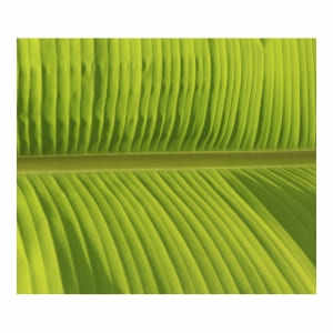 ใบตองสดขนาดใหญ่ 100% ธรรมชาติ อายุการเก็บรักษา 2 วัน สำหรับบรรจุภัณฑ์รักษ์โลก ใช้ในวัด และอุตสาหกรรมบริการอาหาร - Product Image 2