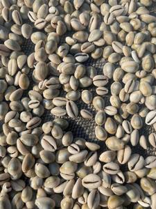 Premium Cowrie Shell for Decorative Crafts and Accessories with Bulk Orders and Global Buyers - Product Image 5