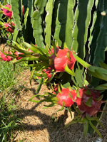 Premium VIETFAP Witte Drakenvrucht Diepvries Vers Zachte Smaak Exportkwaliteit Tropisch Fruit 30-40 Dagen Houdbaarheid Binh Thuan