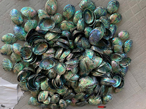 Natural Abalone Seashells Polished Mother Of Pearl Shell Colorful Iridescent Shell Craft Decoration Vietnam Factory Wholesale - Product Image 5