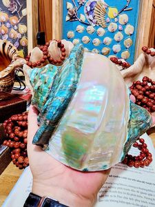 เปลือกหอยเป๋าฮื้อธรรมชาติรูปทรงดั้งเดิม สำหรับตกแต่งบ้าน งานฝีมือ DIY วัสดุจากเปลือกหอย - Product Image 6