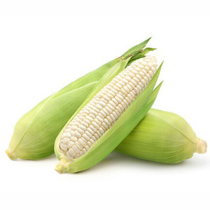 Best Grade White Corn Maize for Animal Feed White Maize White Corn/Maize for Human & Animal Feed. White CORN for SALE , <b>Dried</b> - Product Image 1