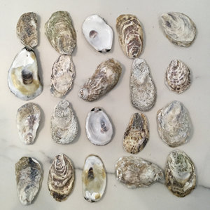 Conchas de Ostras Secas Vacías y Limpias al por Mayor, Mejores Conchas Naturales Reales de Ostras Marinas en Oferta - Product Image 3