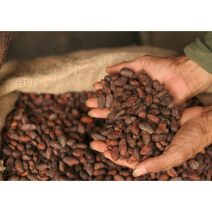 Venta al por mayor de granos de cacao de alta calidad a precio económico. - Product Image 4