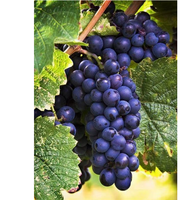Raisins noirs frais, cueillis en verger, fruit naturel sucré au goût riche, pour la vente en gros, au détail et l'exportation