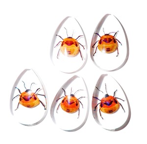 Cabujón de Plástico con Espécimen Real de Insecto Floral, Corte Pera, 46x30 mm, Base Plana Transparente para Manualidades y Joyería - Product Image 5