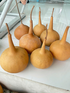 Gourdes séchées écologiques de qualité supérieure, couleur naturelle, taille personnalisée pour la peinture, l'artisanat et les instruments de percussion faits à la main - Product Image 5