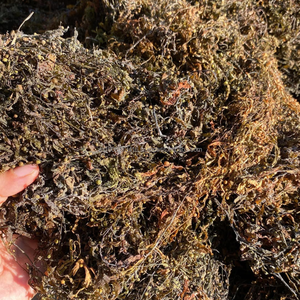 Algues sargasses – Ingrédient alimentaire pour l'alimentation du bétail, de la volaille et de l'aquaculture - Product Image 1