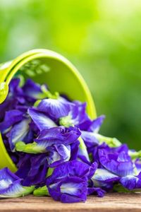 Descuento Disponible para Compras al por Mayor. Té Herbal Adelgazante de Flor de Mariposa Orgánica Natural EXPAD - Suplemento Saludable de Vietnam - Product Image 6