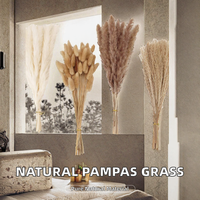 Rumput Pampas Kering Alami, Bunga Kering Dekorasi Rumah dan Pernikahan, Rumput Pampas Tinggi dan Mengembang, Laris Manis
